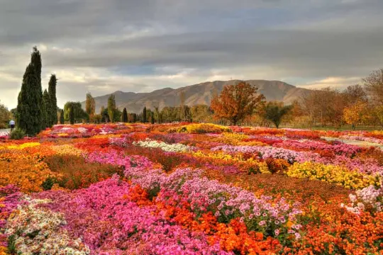 باغ گیاه شناسی ملی ایران چیتگر