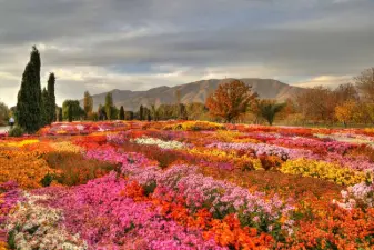 ملی ایران